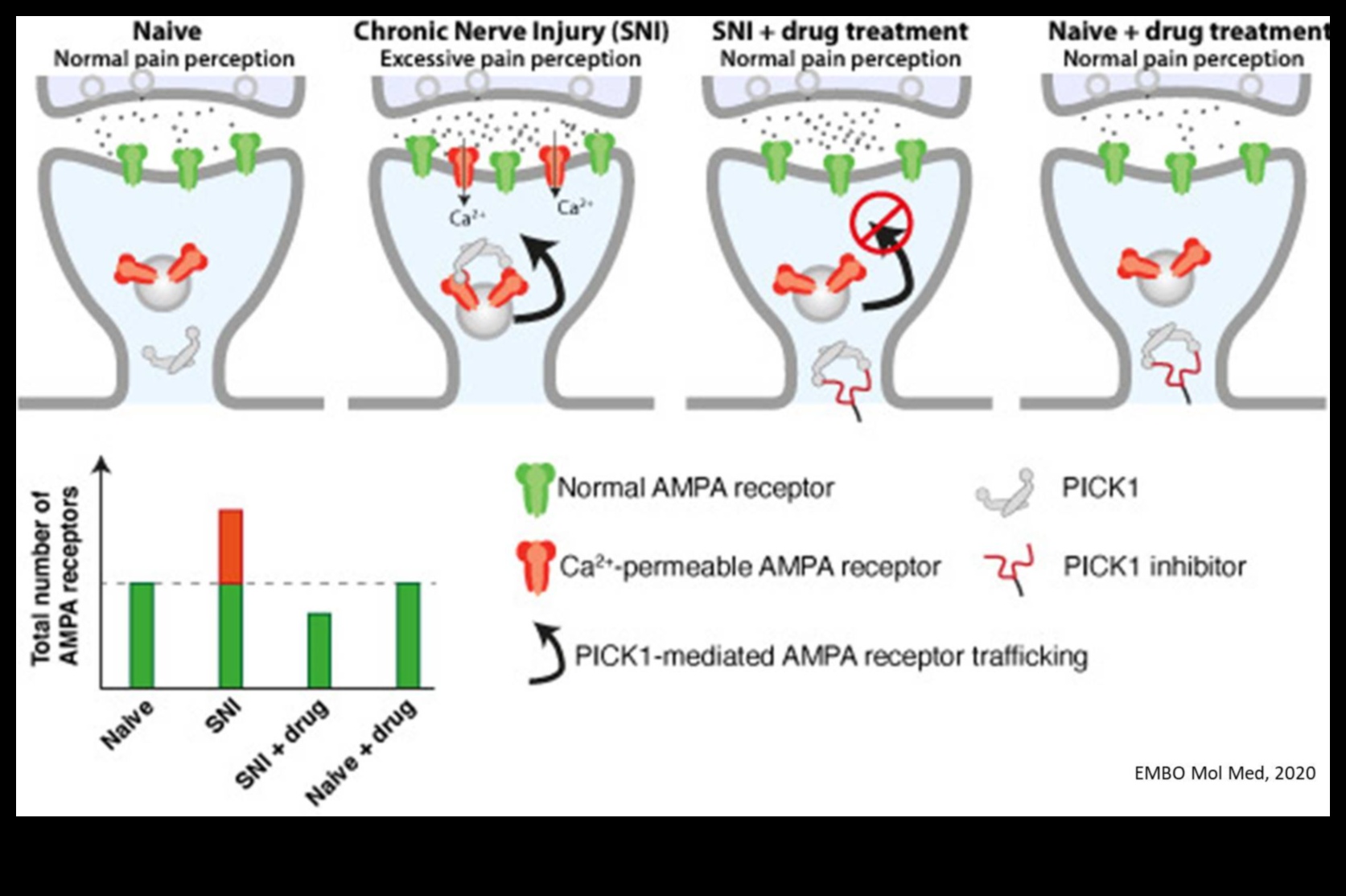Proteina A potențial tratament pentru durerea cronică 3 Proteine și dureri cronice: o abordare cuprinzătoare