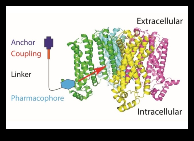 Proteina A potențial tratament pentru durerea cronică 2 Proteine și dureri cronice: o abordare cuprinzătoare