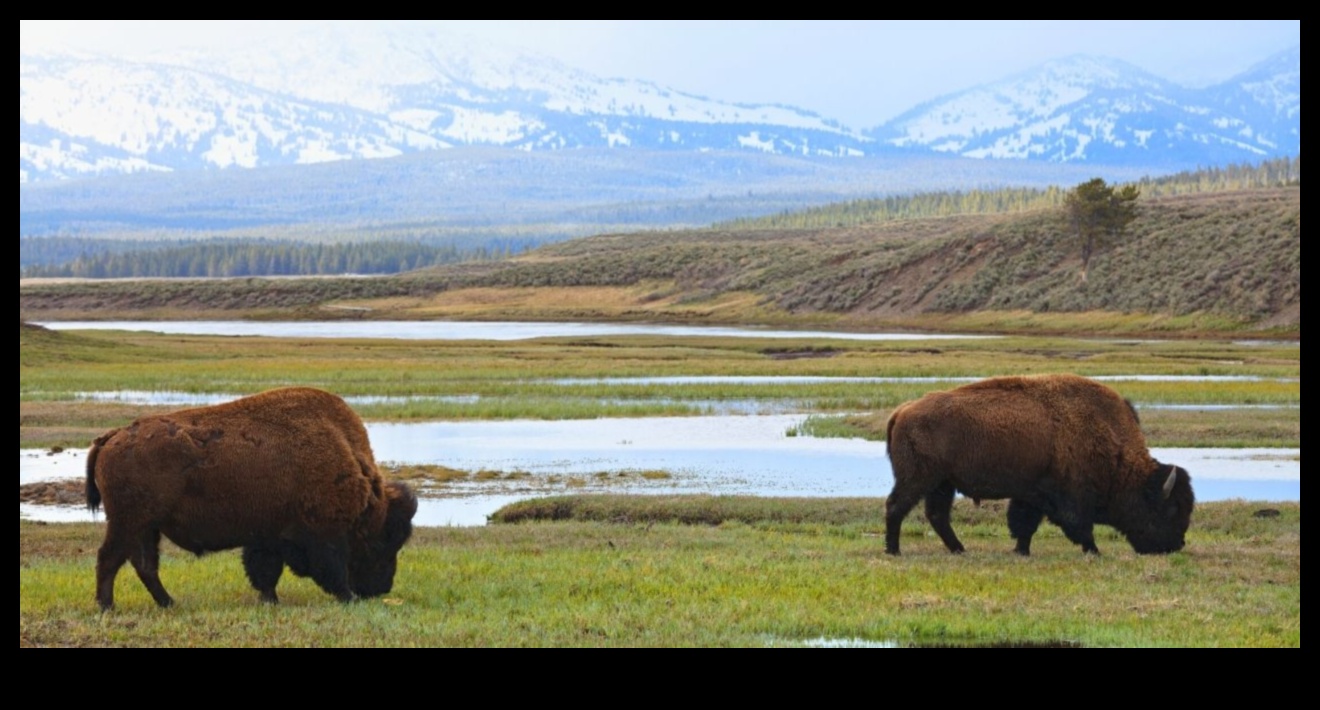 Ce rol joacă parcurile naționale în păstrarea peisajelor naturale?