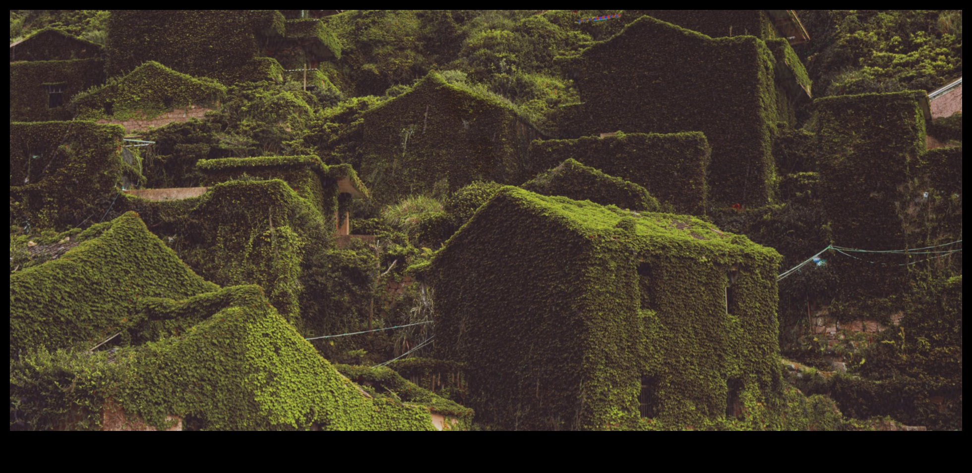 Case sălbatice în care natura prosperă 1 Prelucrarea lemnului pentru animale sălbatice: meșteșuguri pentru creaturi în aer liber