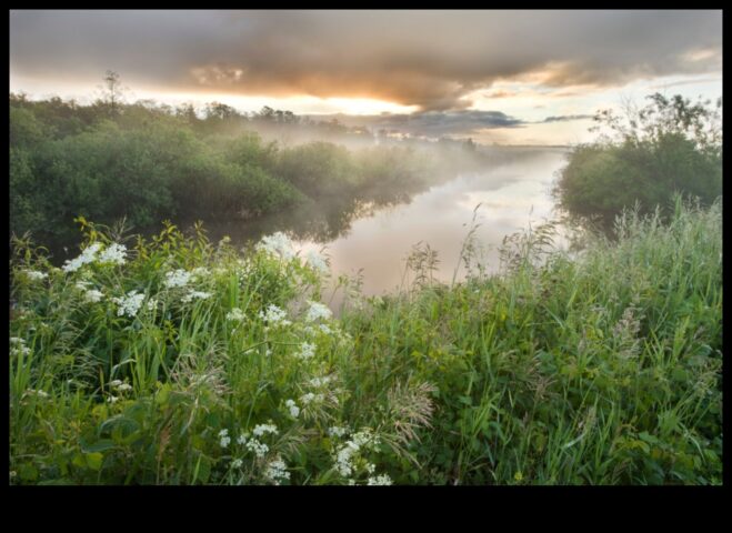 Filtrele naturii umede