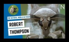 Lumea naturală în concentrare