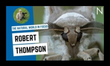 Lumea naturală în focalizare 1 Artă digitală inspirată de natură: pixeli de frumusețe naturală