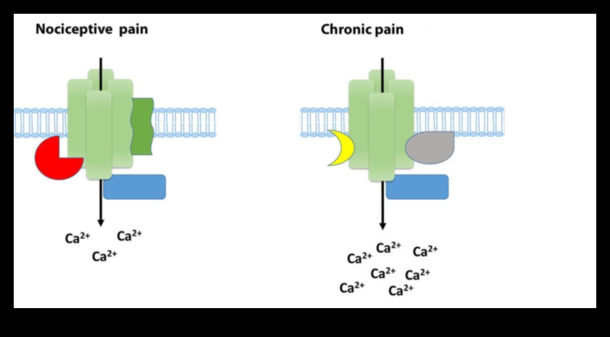 Proteina A potențial tratament pentru durerea cronică 1 Proteine și dureri cronice: o abordare cuprinzătoare