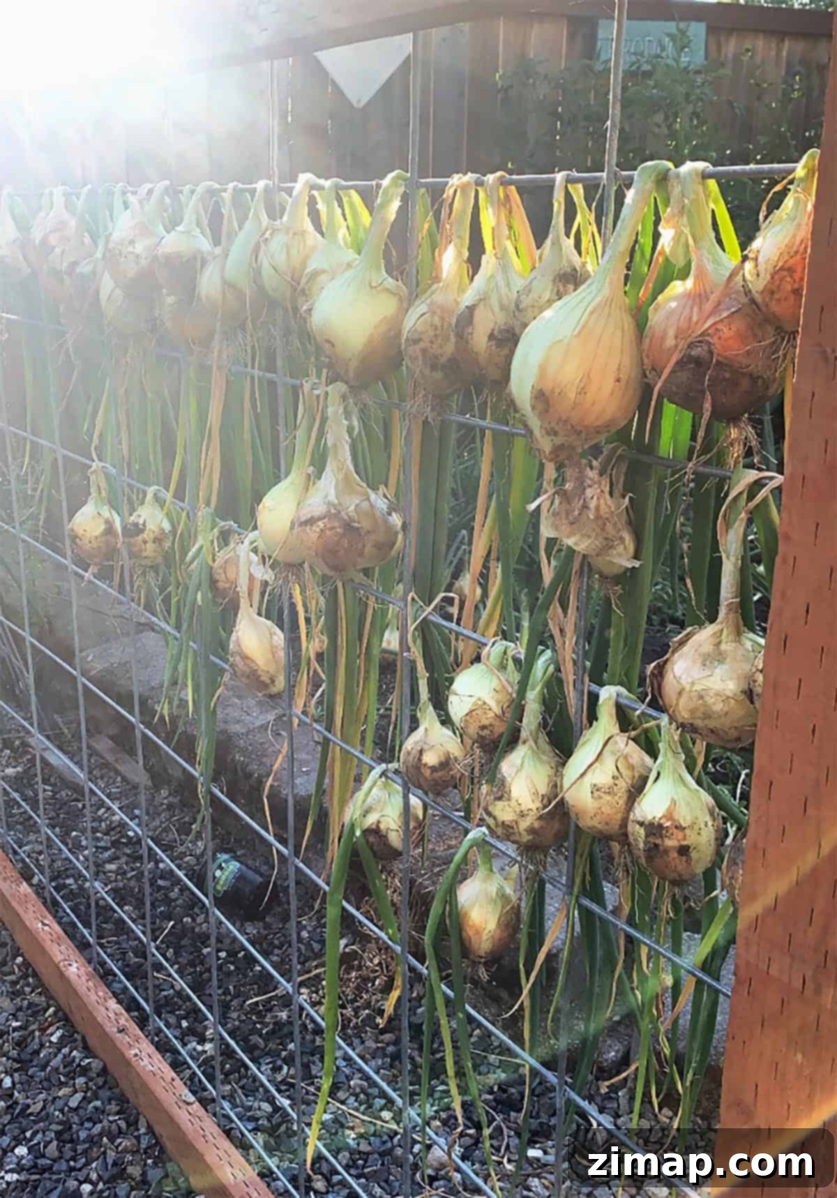 Καλλιέργεια κρεμμυδιών 2 Σπιτικά κρεμμύδια Walla Walla κρεμασμένα σε φράχτη.
